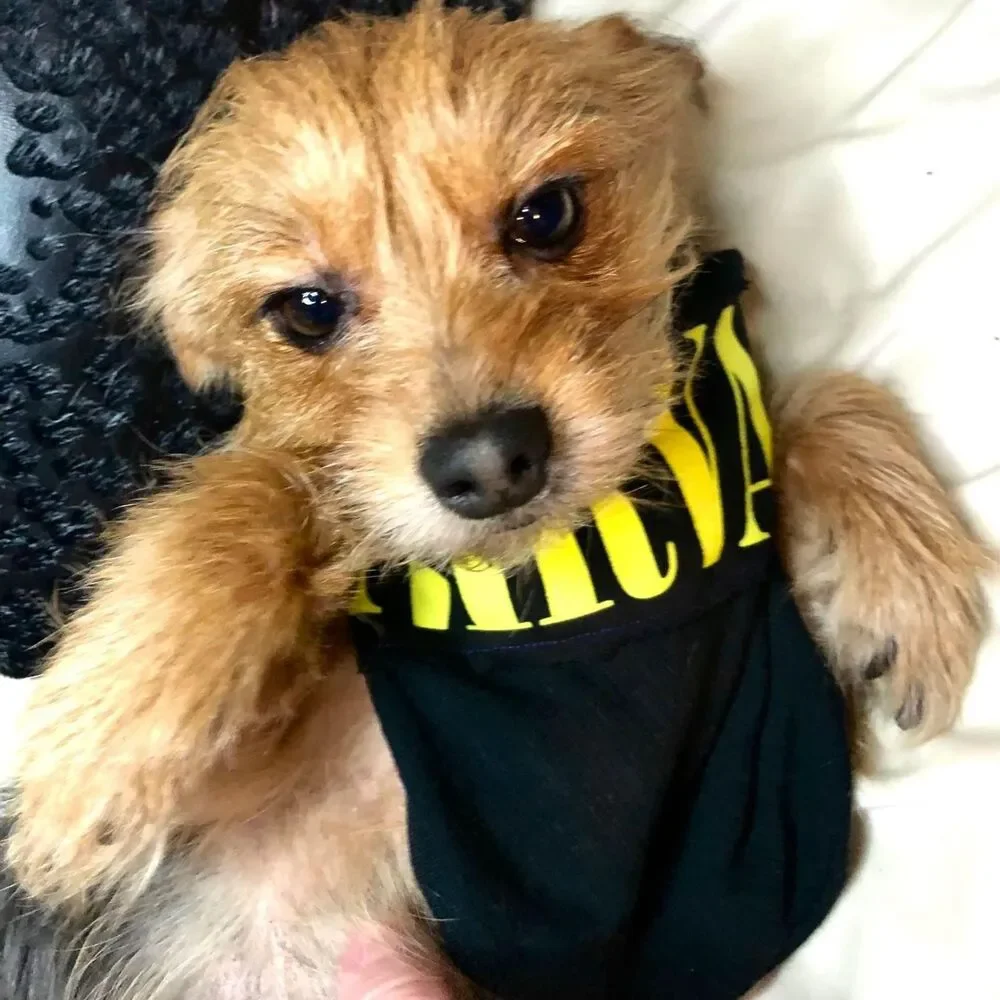 Upcycled T-Shirt Dog Bandana | Eco Friendly Graphic Pet Scarf | Choose Style